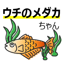 ウチのメダカちゃん